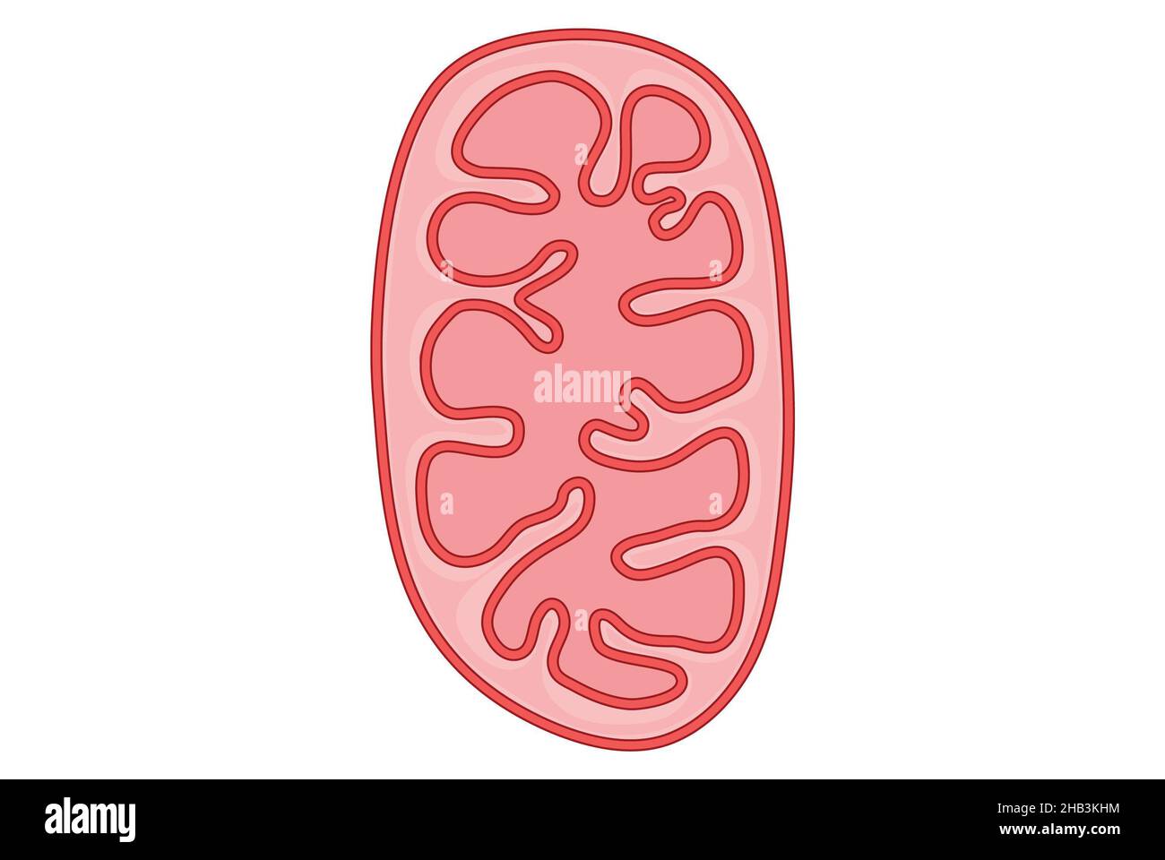 Einfache Illustration eines Mitochondrions in der Zelle Stockfoto