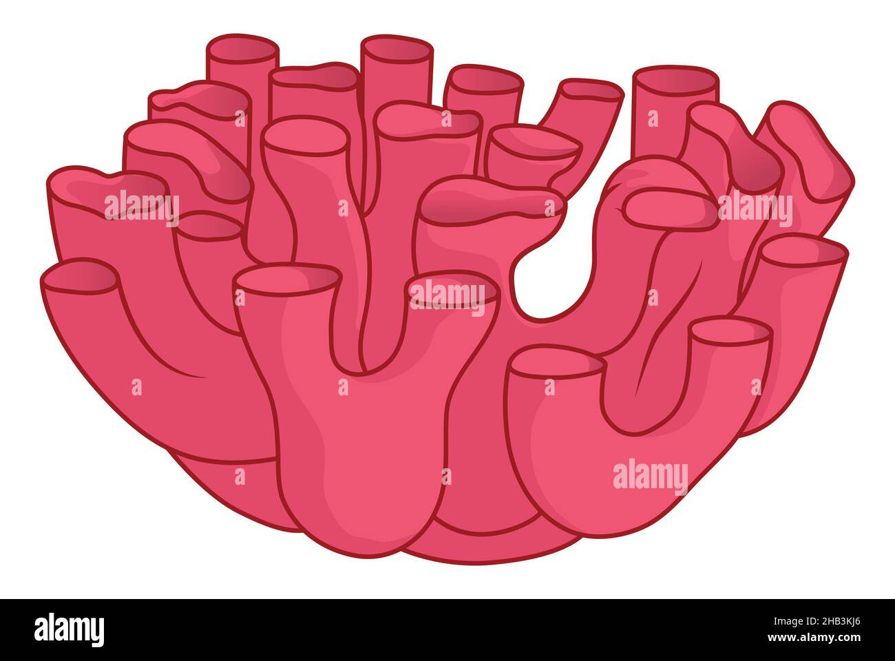 Glattes endoplasmatisches Retikulum Einfache medizinische Illustration Hinweis auf röhrenförmige Strukturen Stockfoto