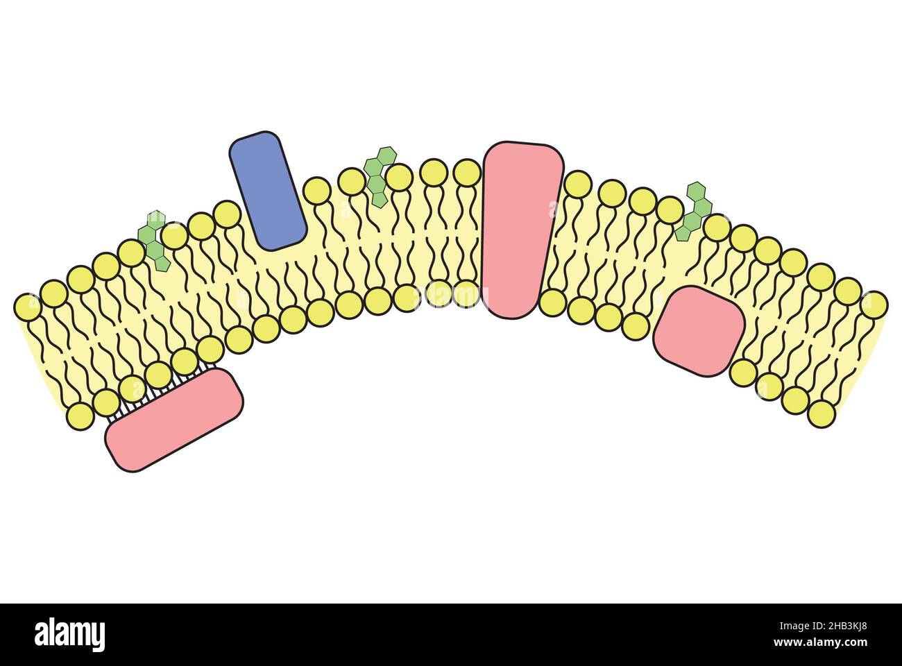 Einfache Darstellung der Zellmembran und eingearbeiteten Strukturen Stockfoto