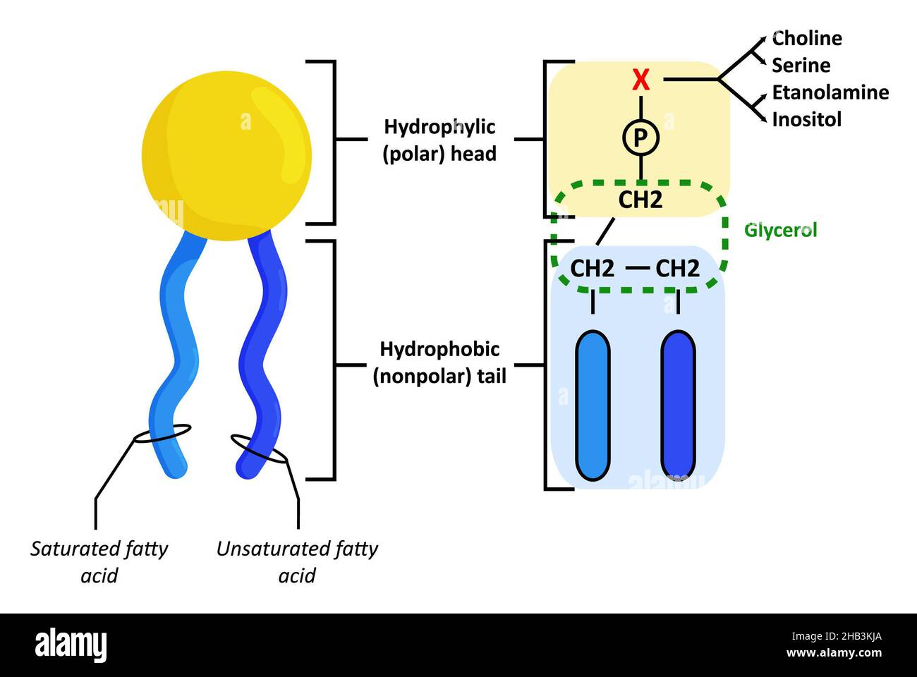 Struktur von Phospholipiden, die in Zellmembranen integriert sind. Stockfoto