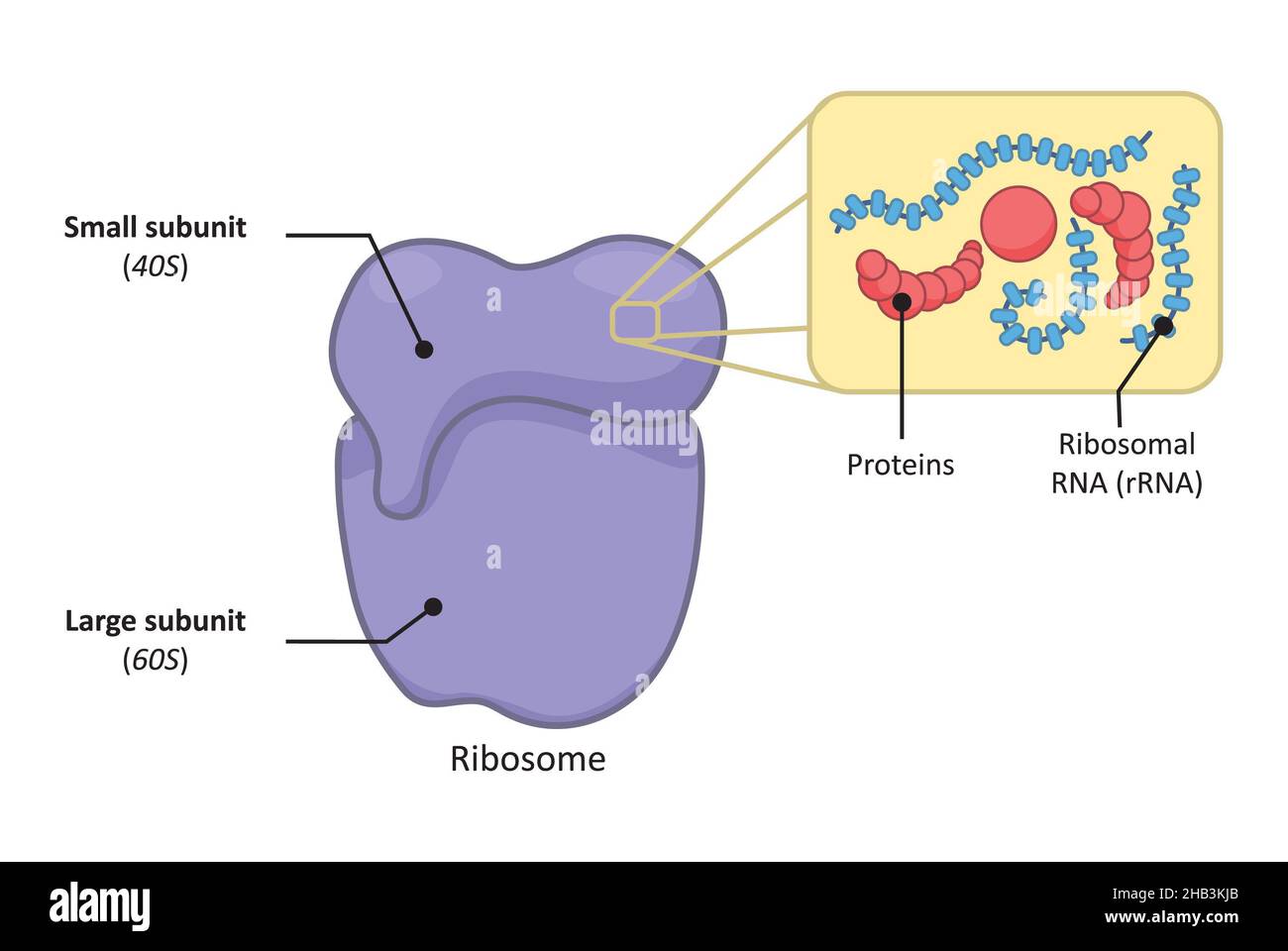 Einfache Struktur eines 80s Ribosomes in eukaryotischen Zellen. Stockfoto
