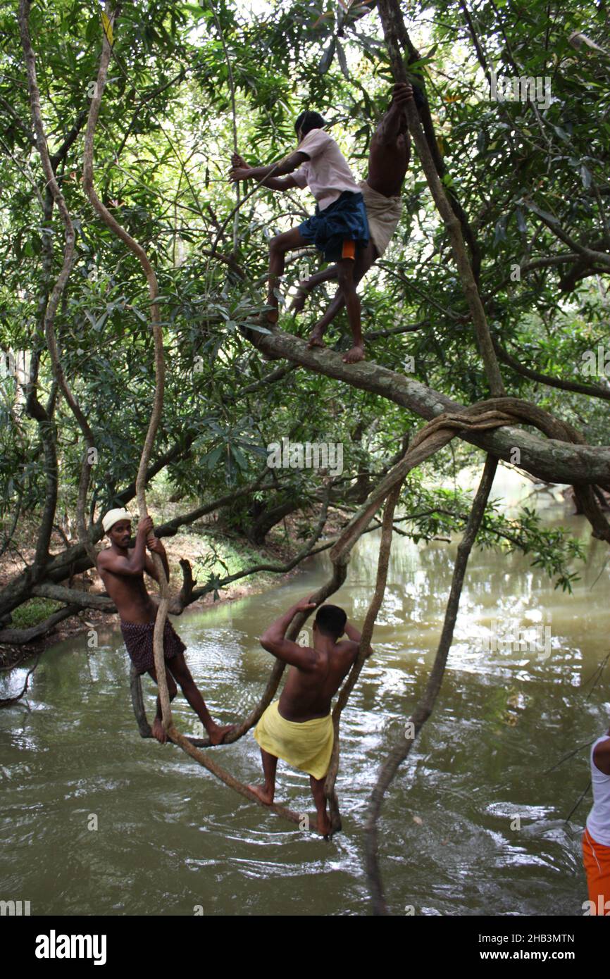 Playang in den Bäumen wie Affen in Wayanad Wildlife Sanctuary, Kerala, Indien Stockfoto