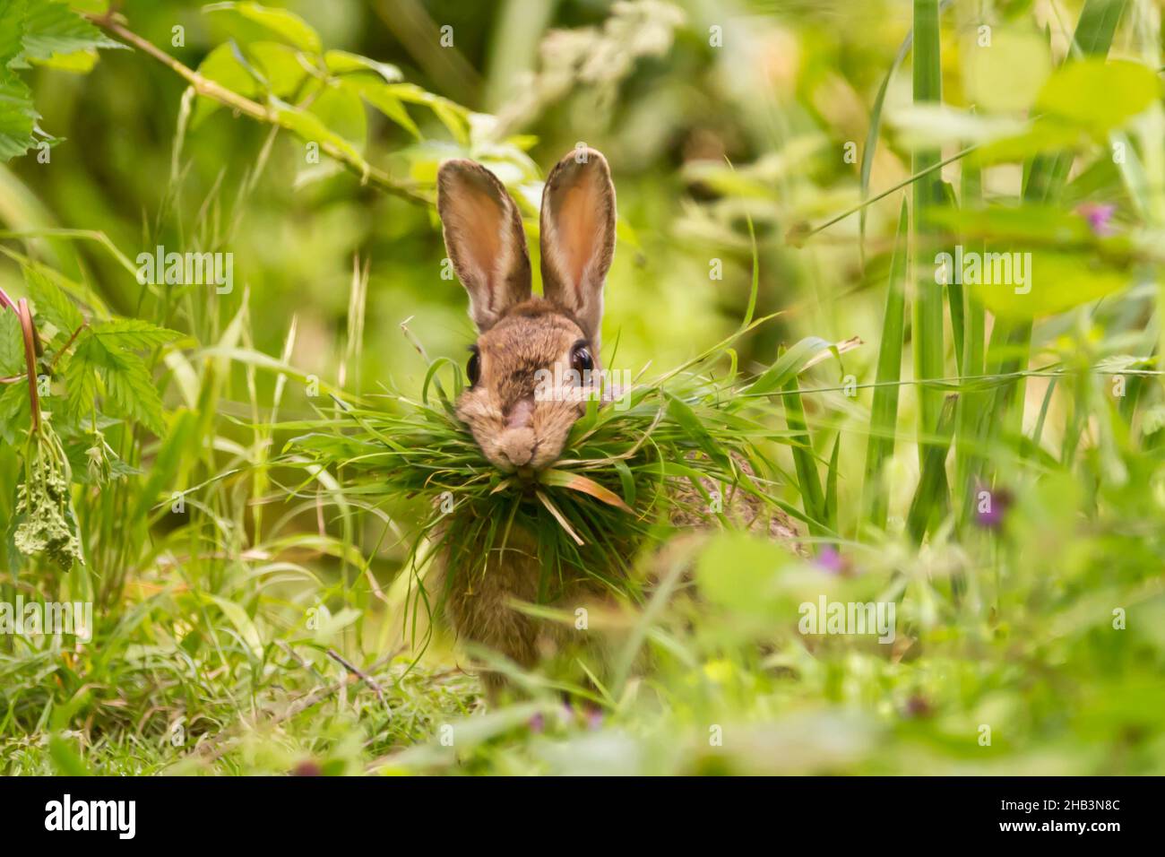 Wildkaninchen, Schwangere Wildkaninchen (Oryctolagus cuniculus) sammeln Gras, um den Bau für kommende Kits zu säumen, aufgenommen in Großbritannien, Ashburnham, Battle, 2021 Stockfoto