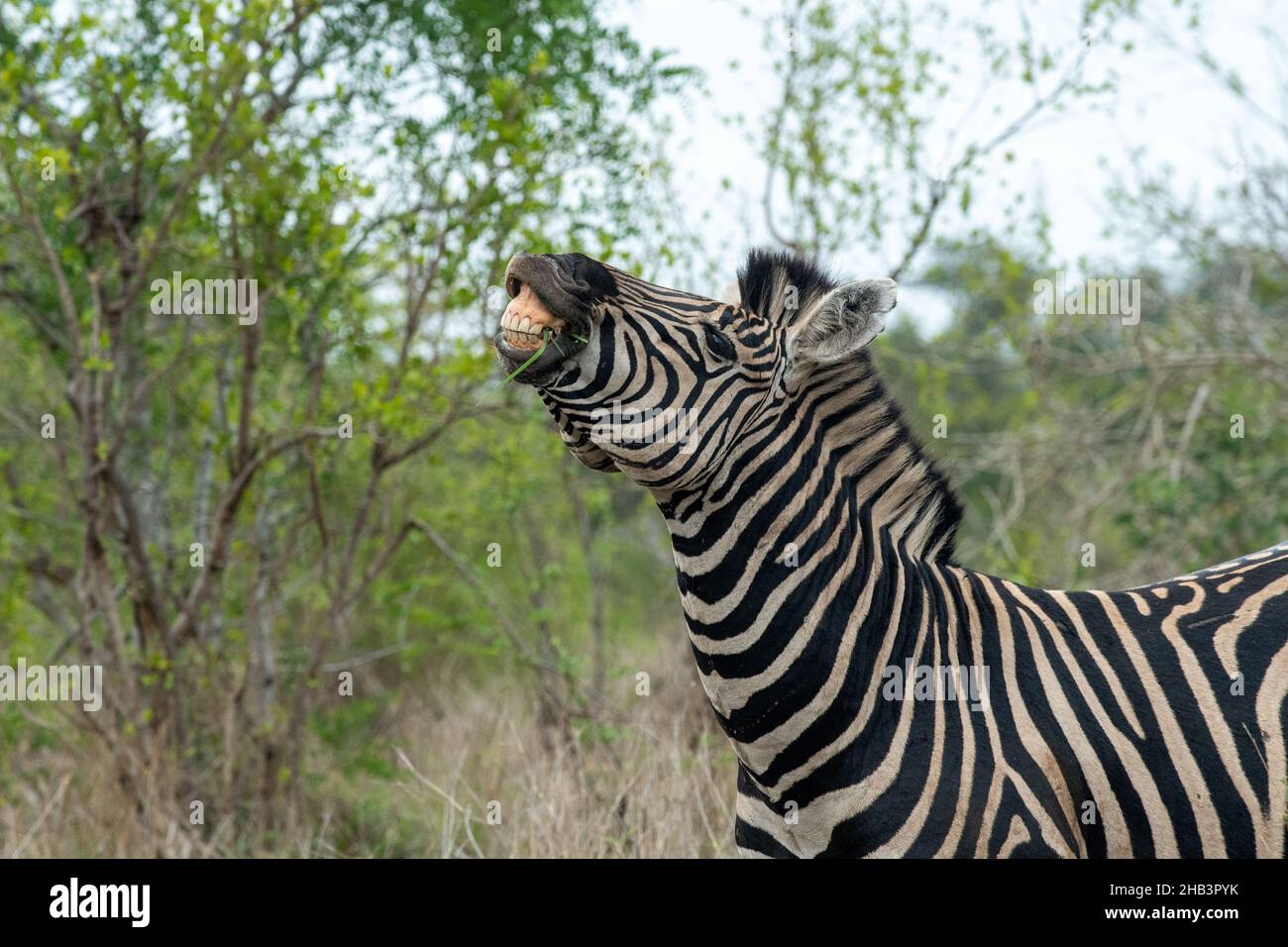 Plains Zebra scheint zu lächeln, während es im Krüger National Park, Südafrika, Paarungsverhalten demonstriert. Stockfoto