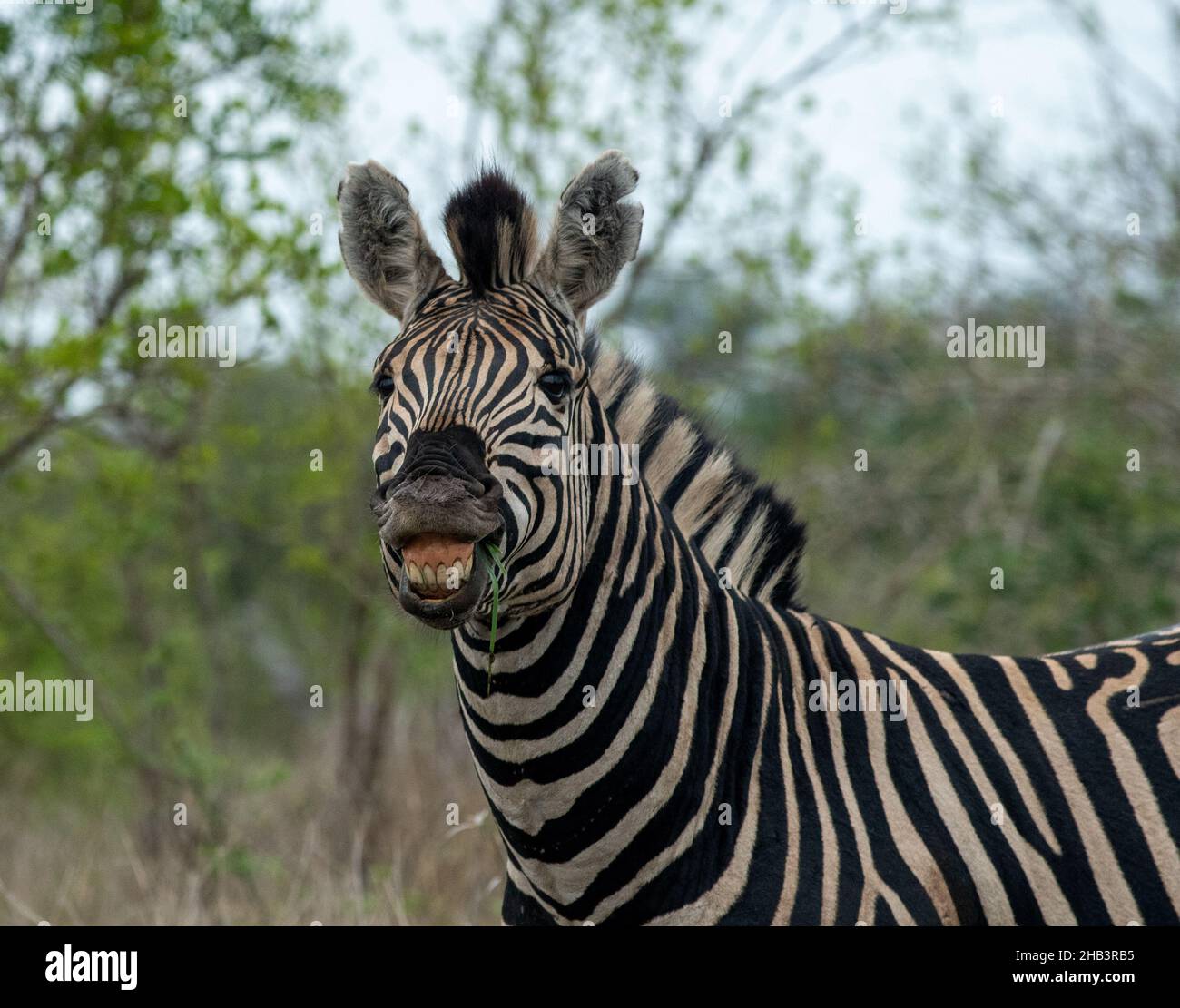 Plains Zebra scheint zu lächeln, während es im Krüger National Park, Südafrika, Paarungsverhalten demonstriert. Stockfoto