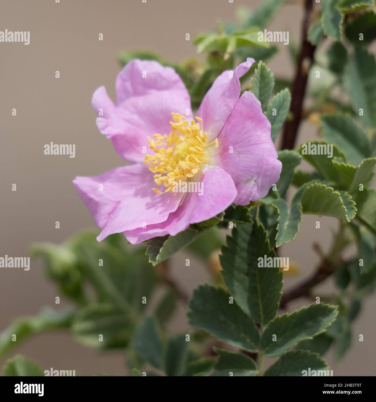 Rosafarbene blühende, einsame Cymose-Corymb von Interior Wildrose, Rosa Woodsii, Rosaceae, geboren in den San Bernardino Mountains, Sommer. Stockfoto