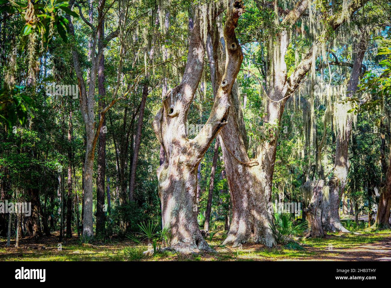 Interessante Bäume im Südwald Stockfoto