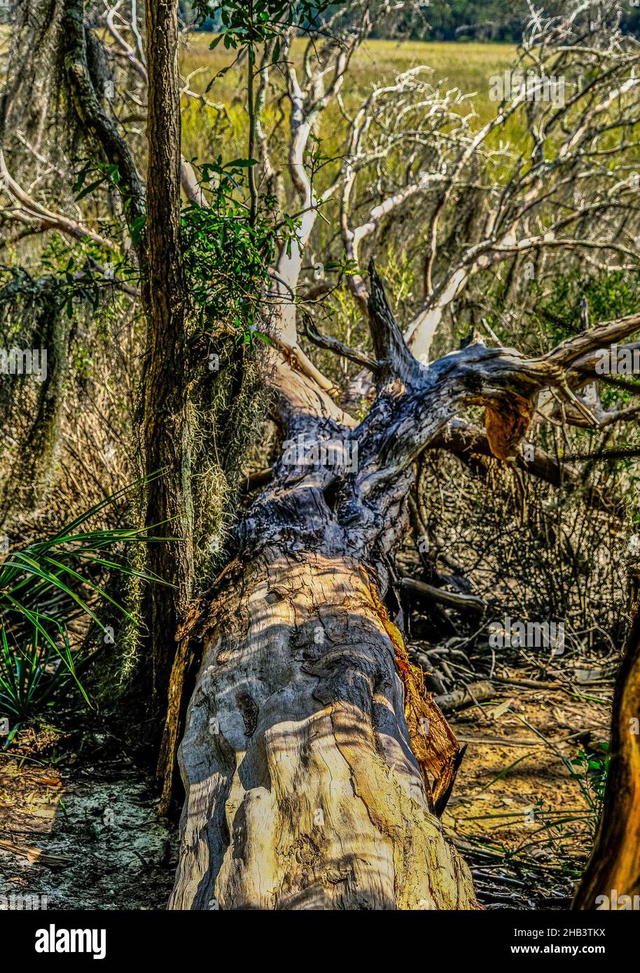 Alter gefallener Baum im Feuchtgebiet Stockfoto