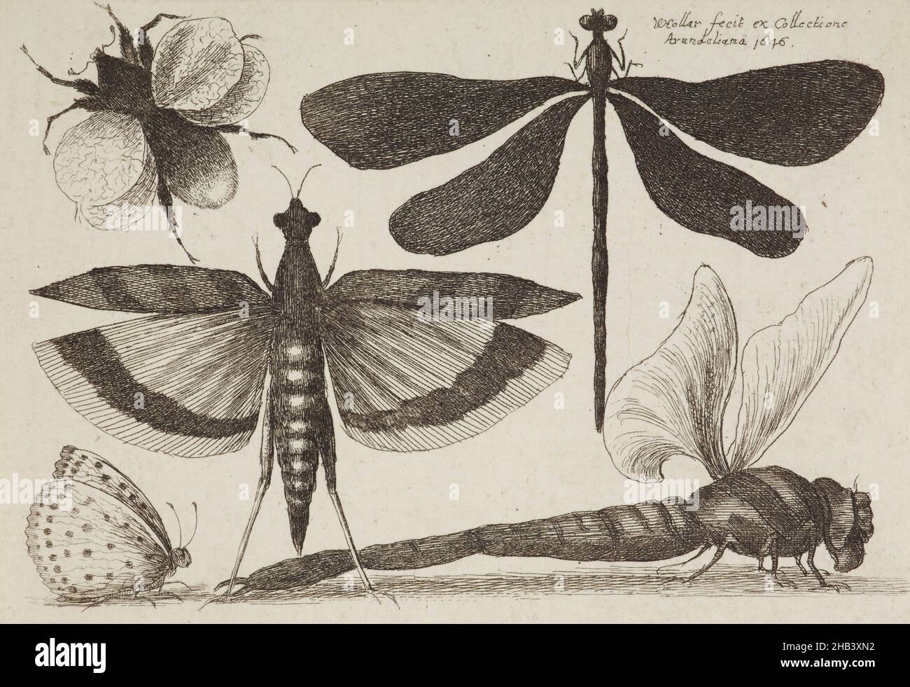 Muscarum scarabeorum ... varie Figur. Platte 6. Libellen, eine Hummel, eine Heuschrecke und ein Schmetterling., Wenceslaus Hollar, Radcher, 1646, Flandern, Radierung, Wenceslaus (oder Wenzel) Hollar (1607-77) war ein anglo-tschechischer Künstler und einer der größten und produktivsten Grafiker des 17th. Jahrhunderts. Seine Kunst offenbart sein immens breites Themenspektrum und spiegelt die Prioritäten seiner Zeit wider: Religion, Mythologie, Satire, Landschaften, Geographie und Karten, Porträts, Frauen, Kostüme, Sport, Naturgeschichte, Architektur, Heraldik, Numismatik, Ornamente, Titelblätter und Initialen Stockfoto