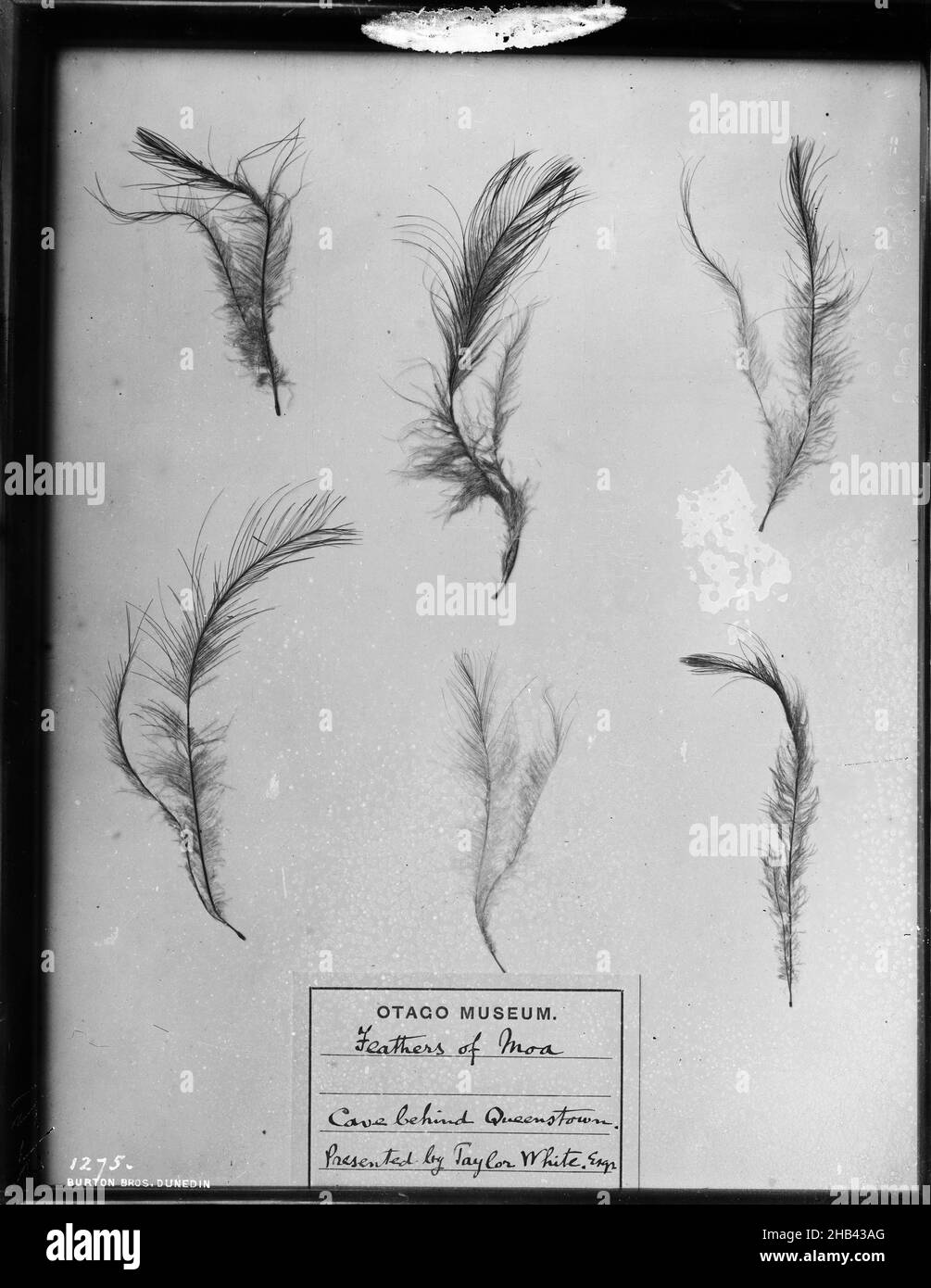 Feathers of Moa, Burton Brothers Studio, Fotostudio, um 1880, Dunedin, Schwarzweiß-Fotografie Stockfoto