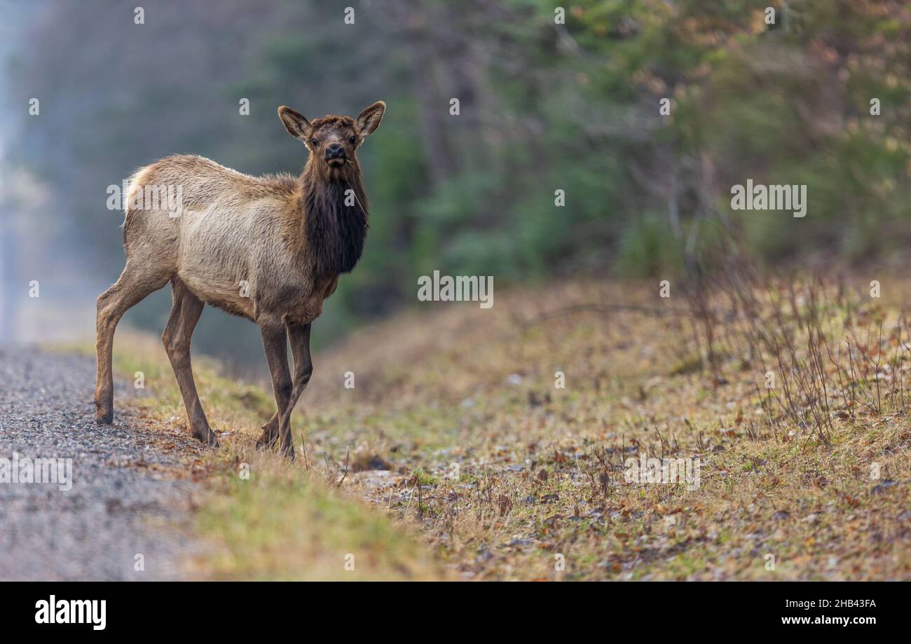 Junger Elch überquert die Straße im Norden von Wisconsin. Stockfoto