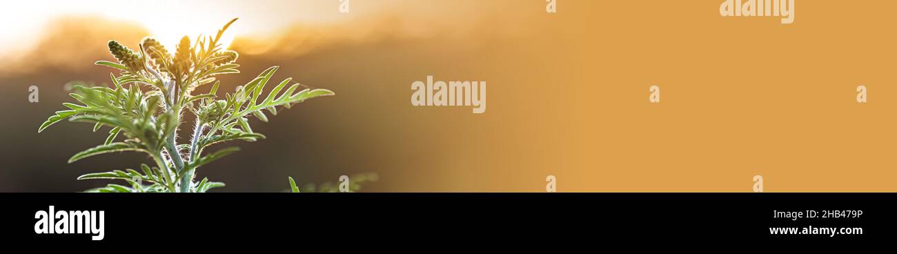 Banner Blooming Ambrosia artemisiifolia ist eine gefährliche allergische Pflanze auf der Wiese unter Sommergräsern. Stamm und Blüten eines toxischen Allergen-Kauses Stockfoto