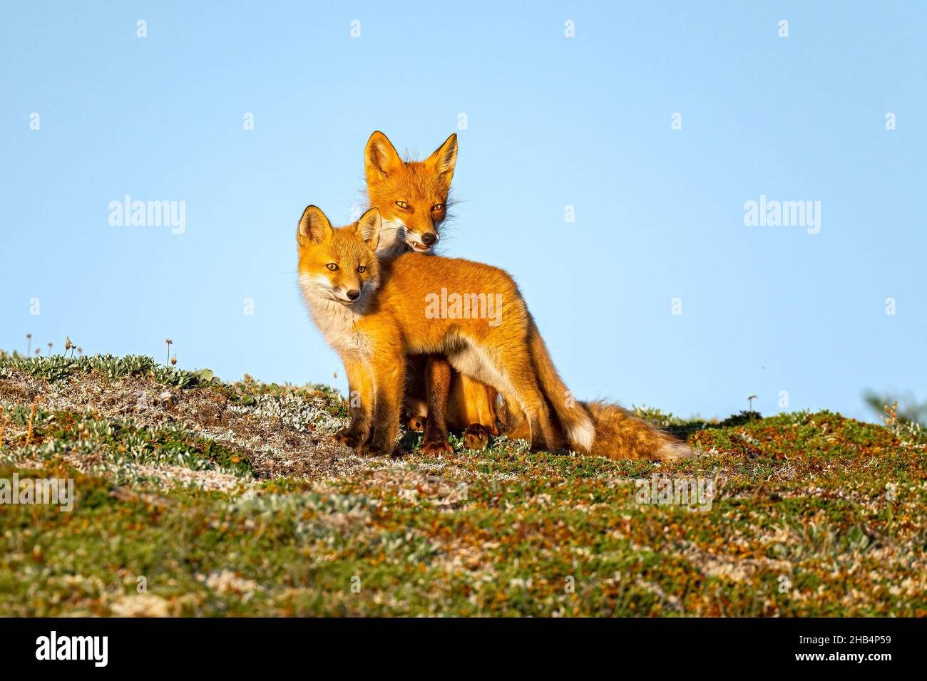 Fox mit Kit Stockfoto
