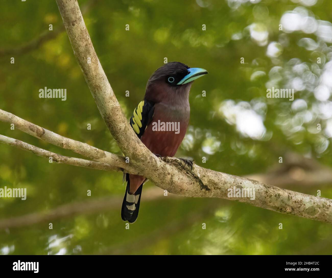 Ein süßer, in freier Wildbahn fotografierter Bandschaufel, der ruhig auf einem Baum in einem Reservewald in Malaysia thront. Stockfoto