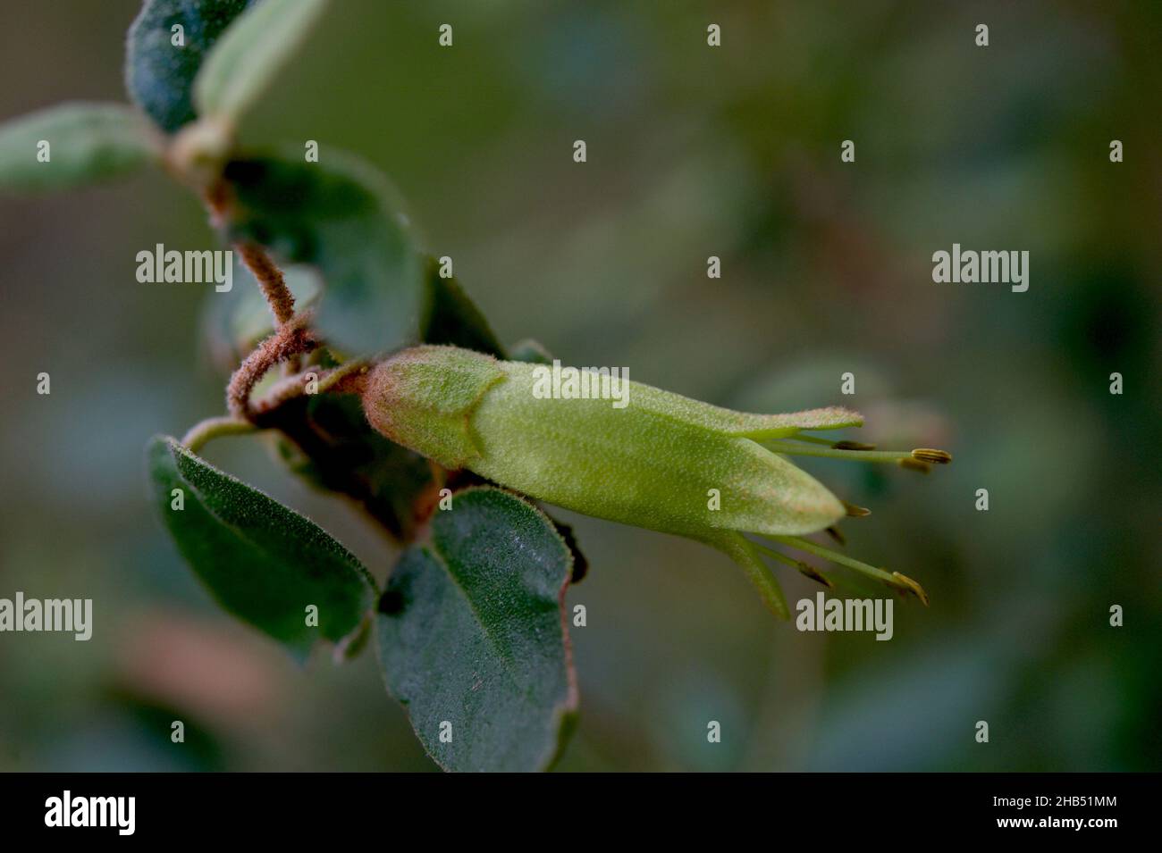 Correas - die in Australien heimische Fuschia - (Correa Reflexa) haben Sträucher mit grünen Blüten und Sträucher mit roten Blüten. Sie sind die gleichen Arten. Stockfoto