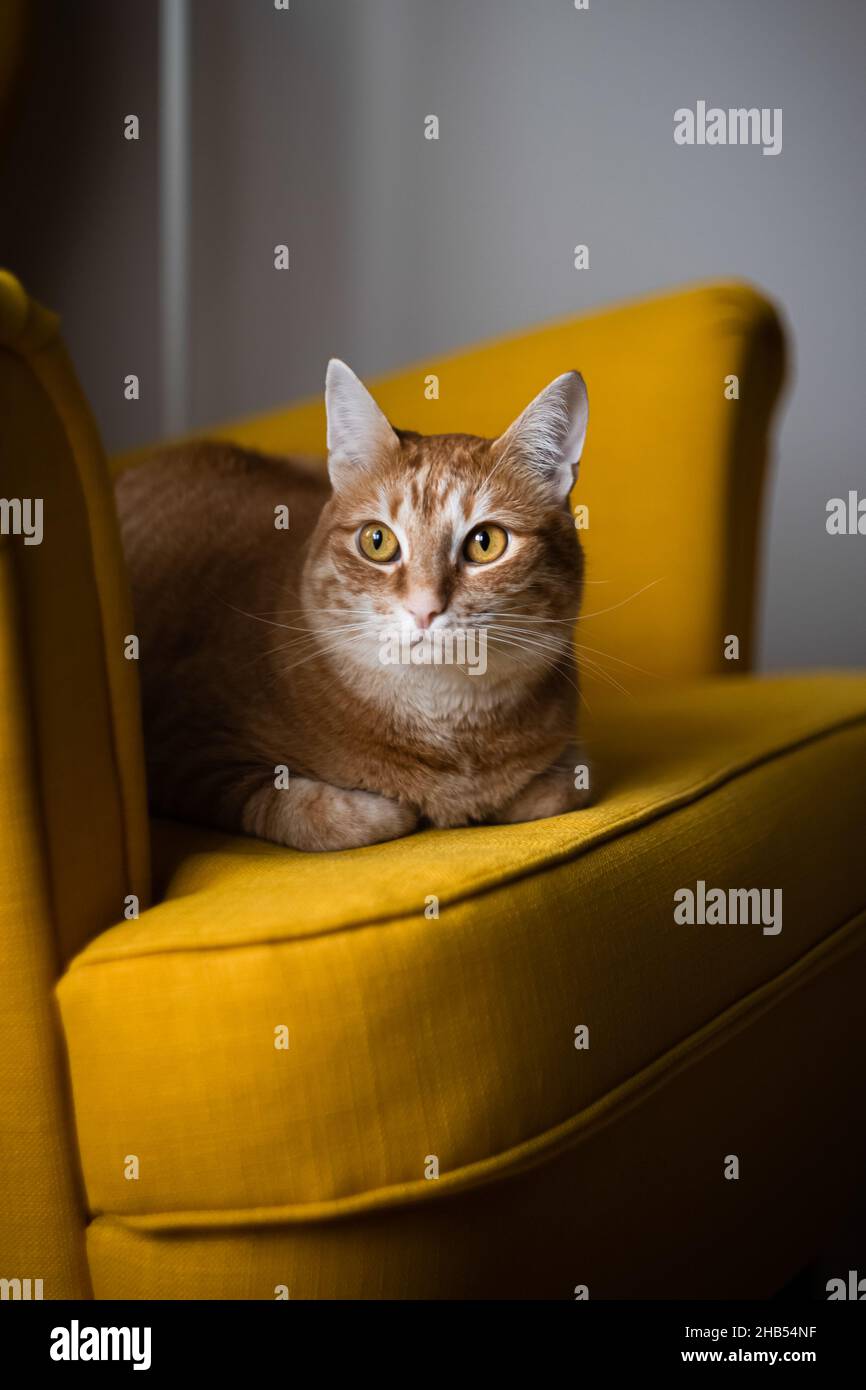 Eine rote Hauskatze sitzt auf einem gelben gemütlichen Stuhl und schaut in die Kamera. Vorderansicht. Stockfoto