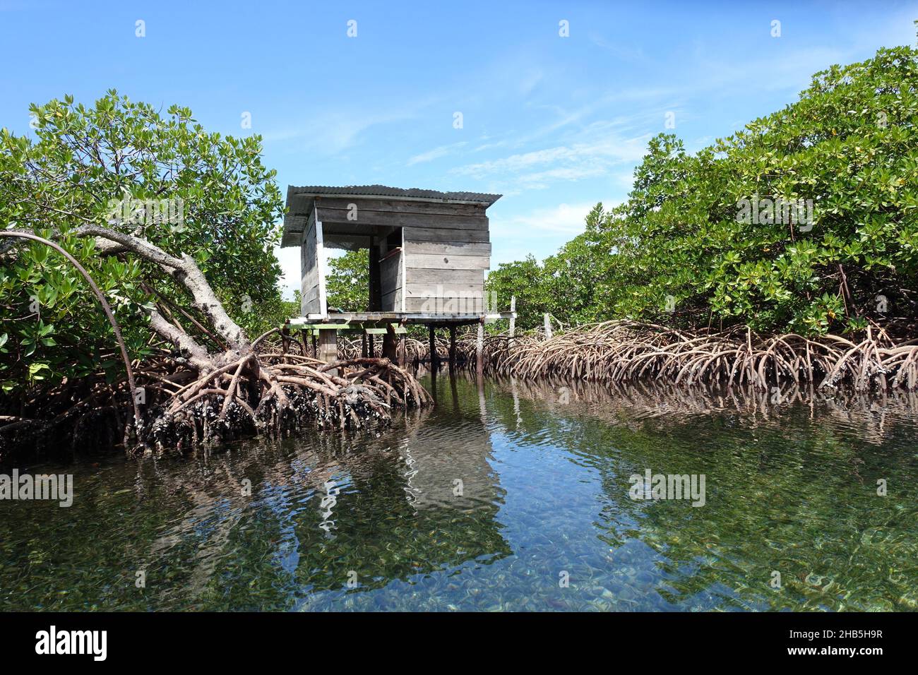 Panama Bastimentos Island - Cayo Coral Island Küste mit Mangroven Bäumen Stockfoto
