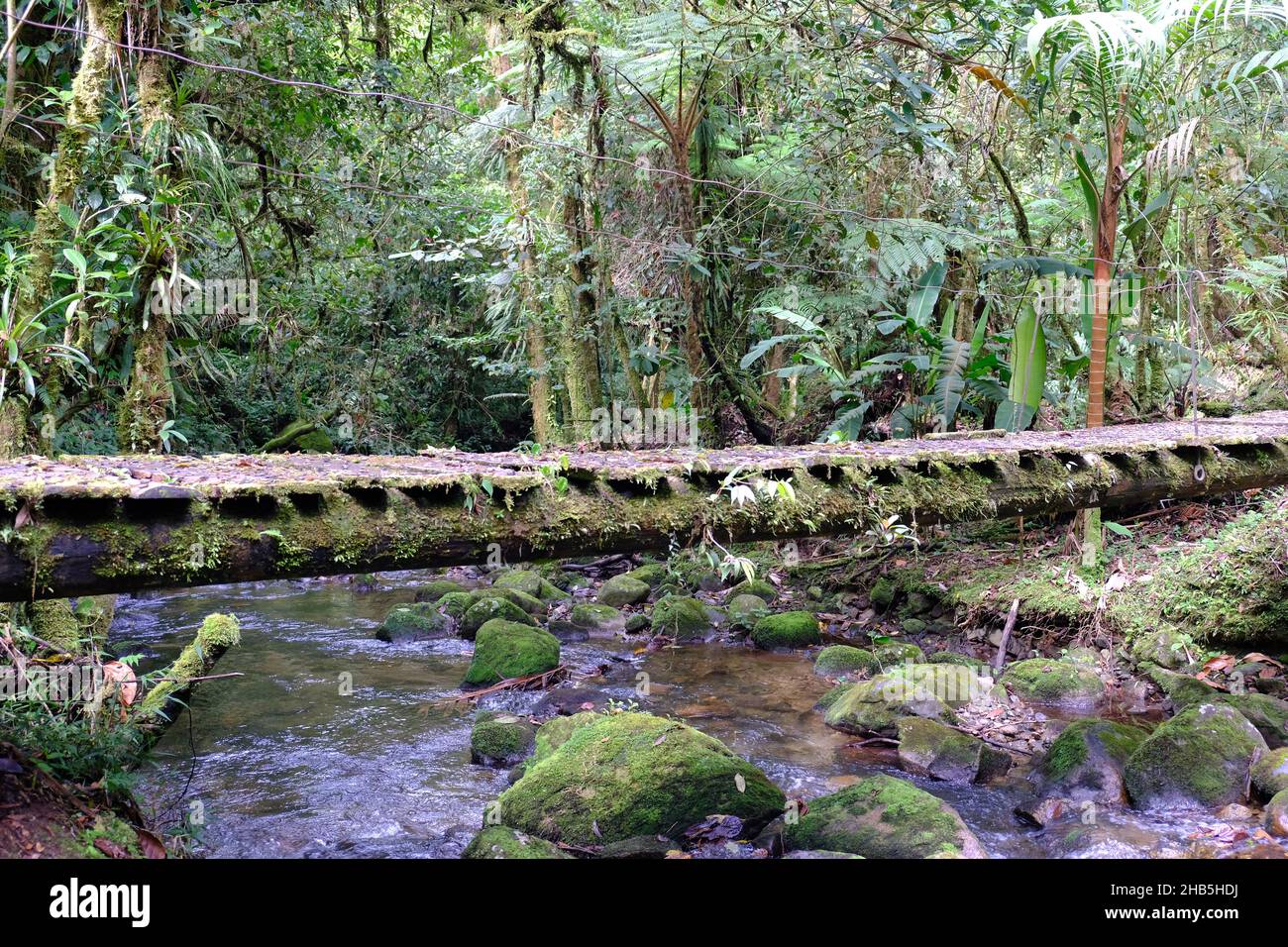 Panama Boquete -Sendero Culebra Wandergebiet - Pipeline Trail Stockfoto