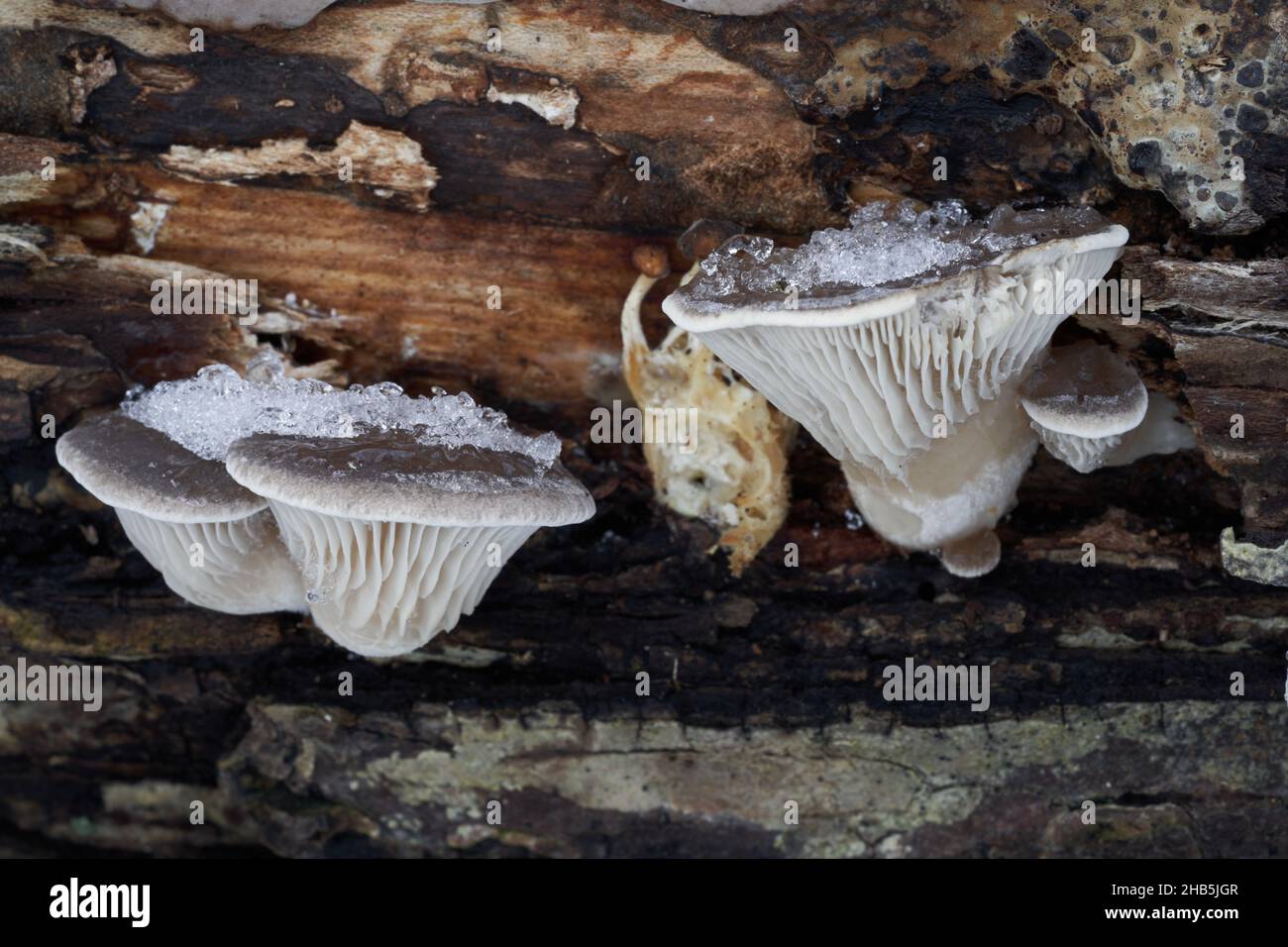 Essbarer Pilz Pleurotus ostreatus im Auenwald. Bekannt als Austernpilz, Austernpilz oder Hirtake. Winterpilze wachsen auf dem Holz. Stockfoto