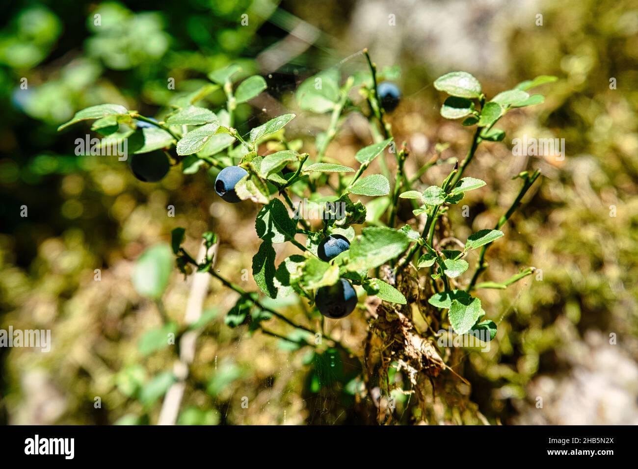 Heidelbeerbusch mit reifen Heidelbeeren in schweden. Die köstlichen kleinen Beeren wachsen überall im Wald dort Stockfoto