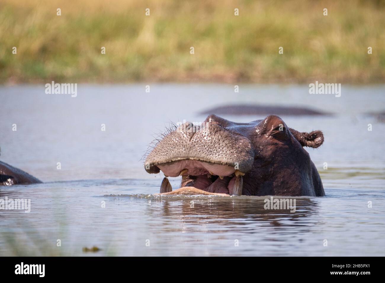 Hippo (Hippopotamus amphibius) Gesicht mit offenem Mund. Nilpferd unter Wasser. South Luangwa National Park, Sambia, Afrika Stockfoto
