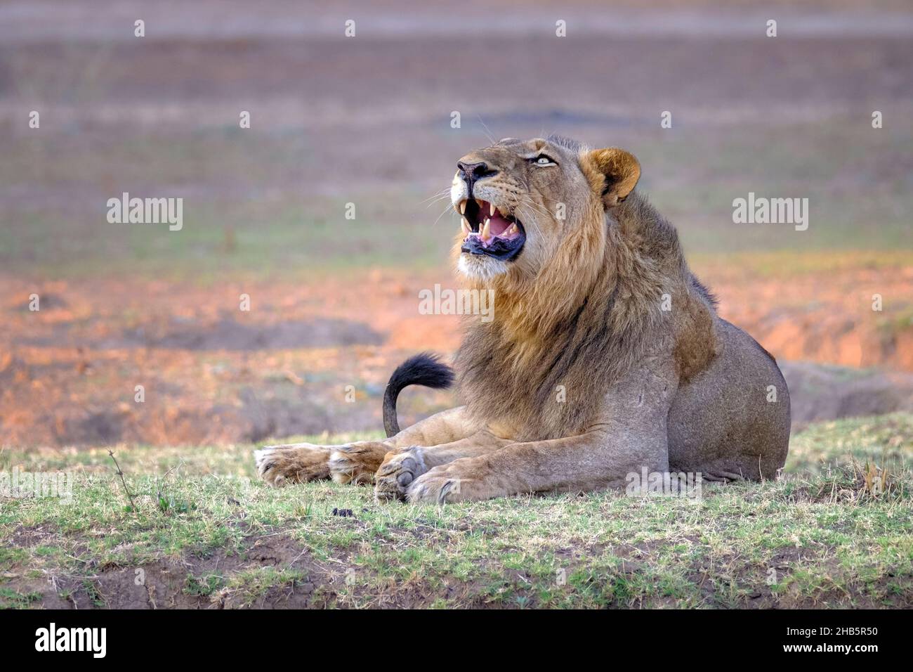Das Löwenporträt (Panthera Leo) brüllt männlich. Verschwommener Hintergrund Lower Sambezi National Park, Sambia Stockfoto