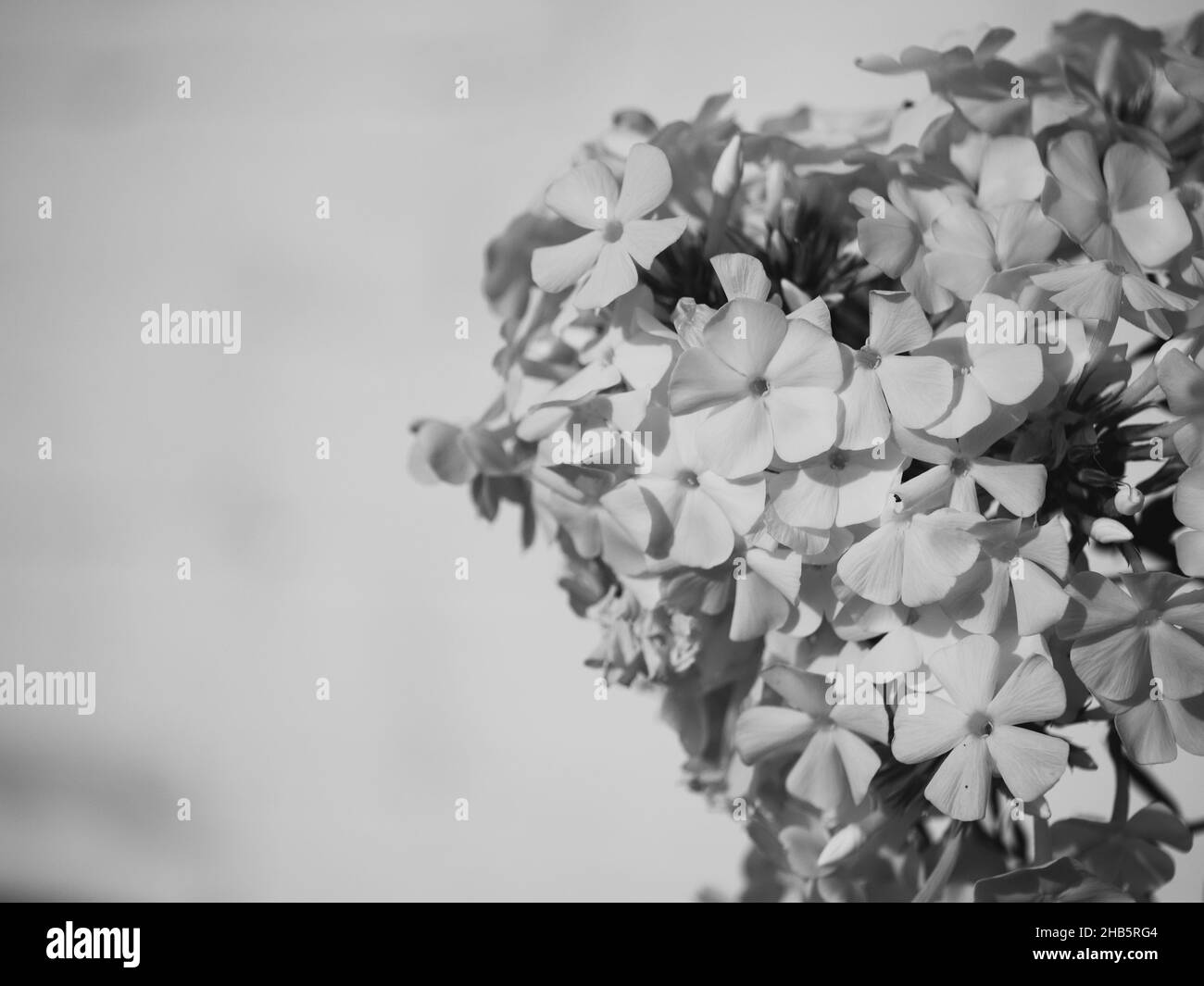 Ein Blütenstand von weißen Phlox-Blüten, ein Nahaufnahme-Bild. Wunderschöne weiße Blumen. Stockfoto