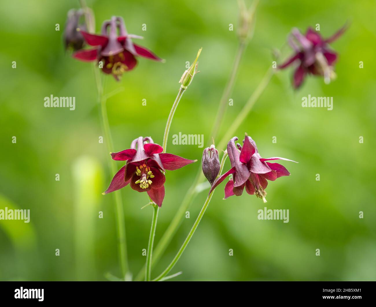 Nahaufnahme einer dunklen Kolumbine (Aquilegia atrata) an einem regnerischen Sommertag, den österreichischen alpen Stockfoto