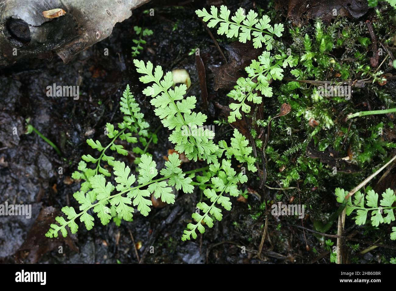 Cystopteris fragilis, bekannt als brüchiger Blasenfarn und häufiger fragiler Farn, Wildpflanze aus Finnland Stockfoto