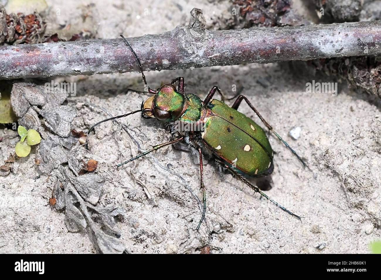 Cicindela campestris, allgemein als der grüne Tigerkäfer bezeichnet Stockfoto