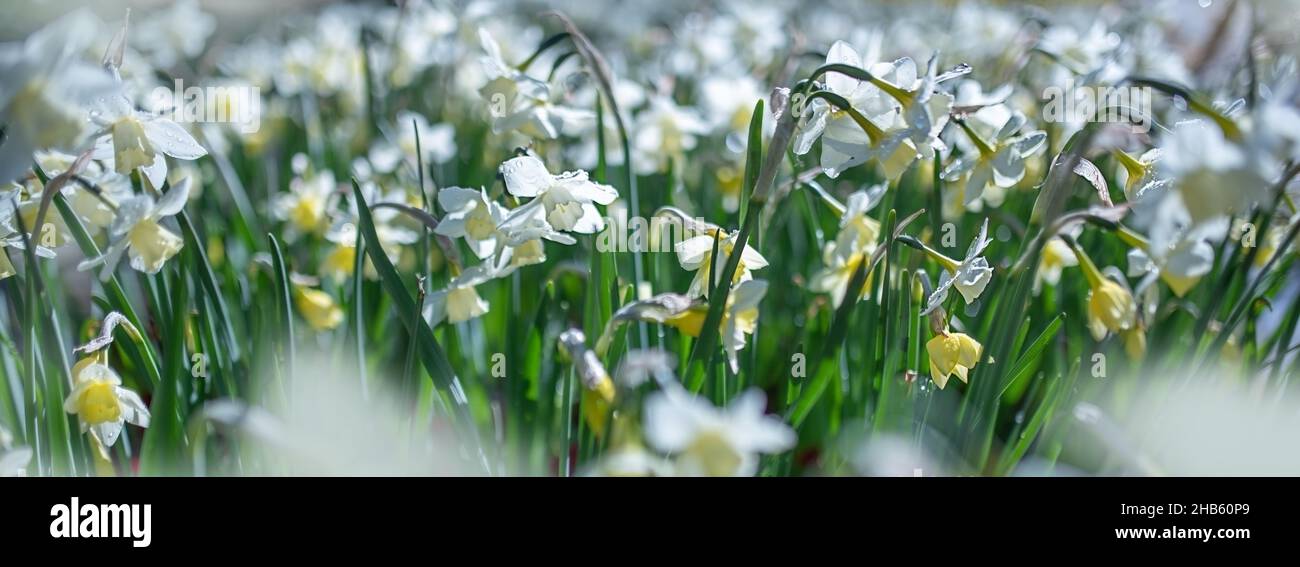 Weiße Narzissen auf einem weichen pastellfarbenen Hintergrund Stockfoto