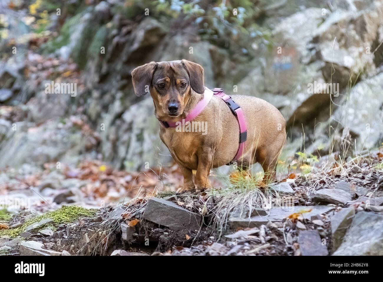 Kleiner Dackel, der an einem sonnigen Tag auf einer Waldstraße posiert Stockfoto