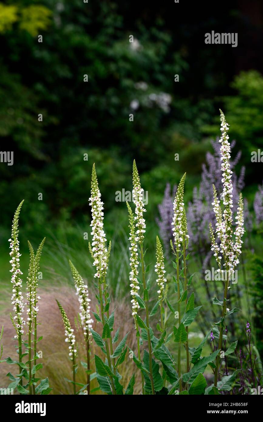 Verbascum chaixii Album, weiße Blumenspitzen, Spitzen, Königskerze, Königskerze, weiße Blume, Blumen, Blüte, Stauden, nepeta nuda im Hintergrund, RM Floral Stockfoto