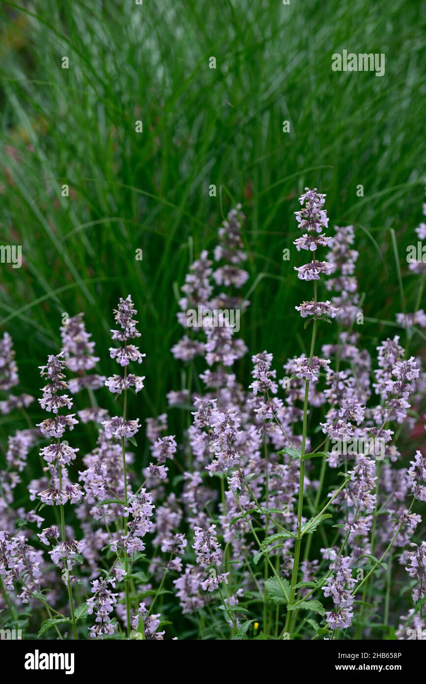 Nepeta nuda, Minze, aufrechte Form, Nepetas, trockener Garten, Kiesgarten, Blumen, Blüte, Gärten, gemischtes Bett, gemischter Rand, gemischte Stauden, gemischtes Pflanzen com Stockfoto