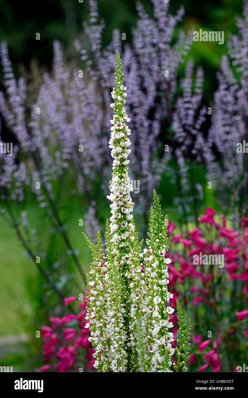 Verbascum chaixii Album, weiße Blütenspitzen, Turmspitzen, Königskugel, Königskugel, weiße Blume, Blumen, Blüte, Stauden, Penstemon Granat im Hintergrund, Penstemon Stockfoto