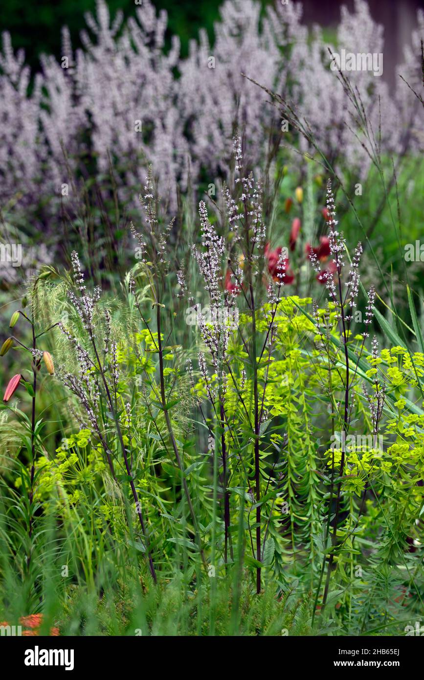 Nepeta nuda, Minze, aufrechte Form, euphorbia seguieriana subsp niciciana, Nepetas, trockener Garten, Kiesgarten, Blumen, Blüte, Gärten, gemischtes Bett, gemischtes Bor Stockfoto