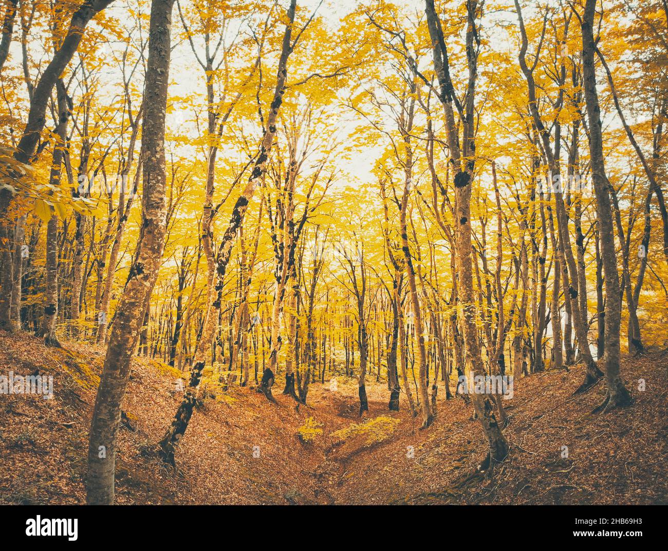 Goldene Herbstwaldbäume mit Blättern auf dem Boden ohne Menschen und weißem Himmel. Stockfoto