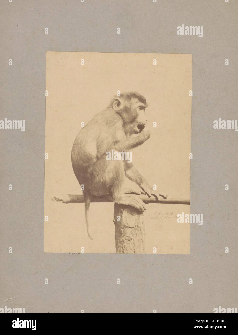 Affe auf einem Stock, der etwas in den Mund legt, Ottomar Anschütz (erwähnt auf Objekt), c. 1886, Karton, Albumin-Print, Höhe 202 mm × Breite 147 mm Stockfoto