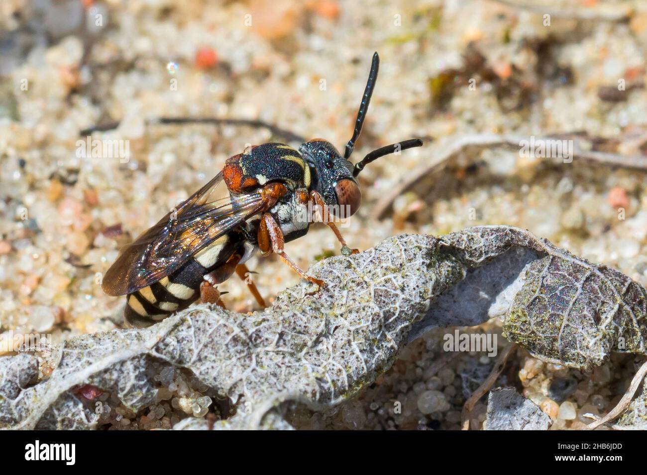 Bunte Kuckuckbiene (Epeolus variegatus), sitzt auf einem verwelkten Blatt, Deutschland Stockfoto