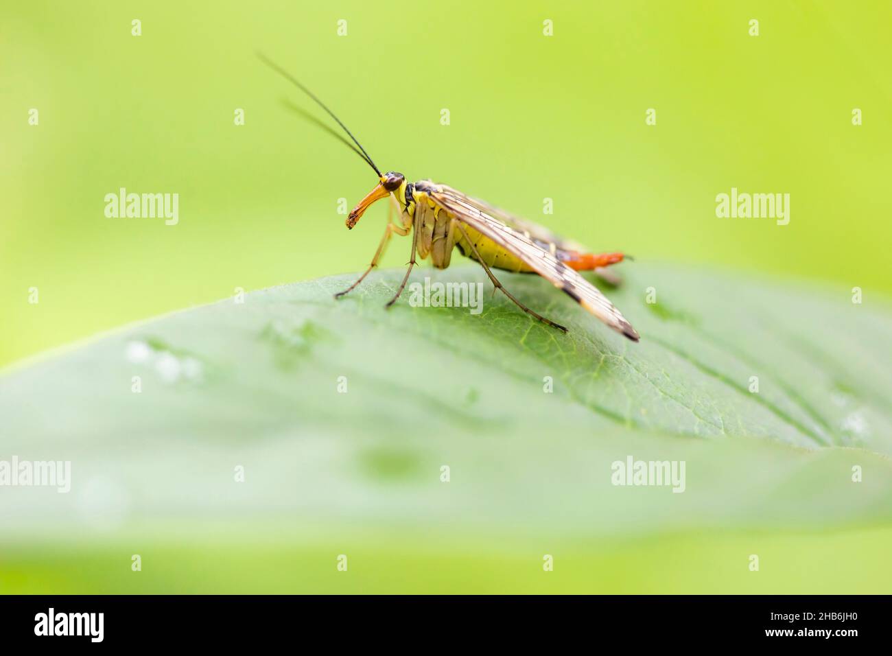 Gemeine Skorpionfliege (Panorpa communis), Weibchen sitzt auf einem Blatt, Deutschland, Bayern Stockfoto