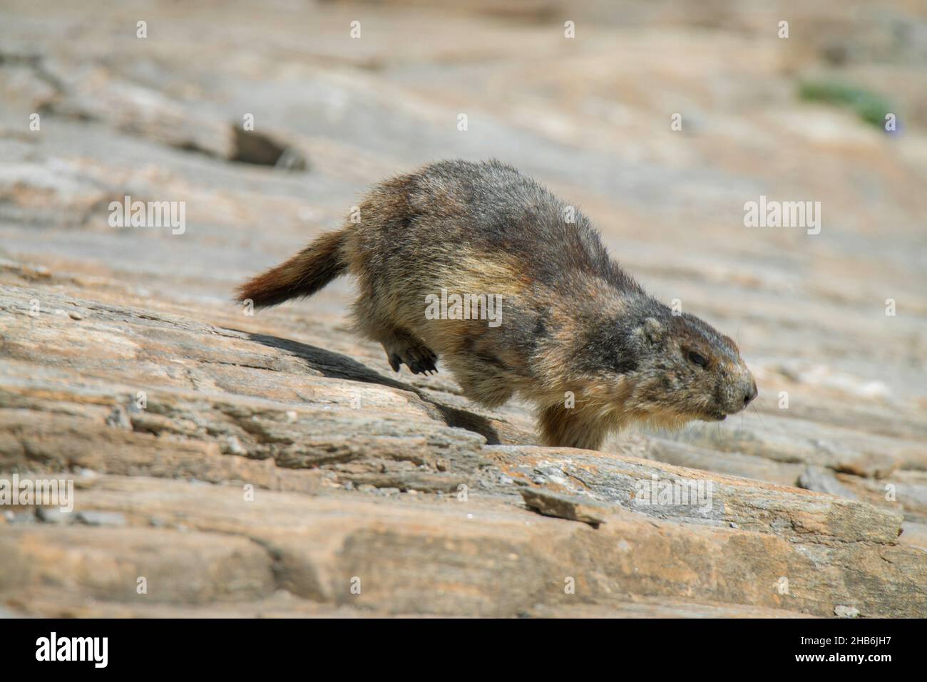 alpenmurmeltier (Marmota marmota), verläuft über Felsen, Österreich ...