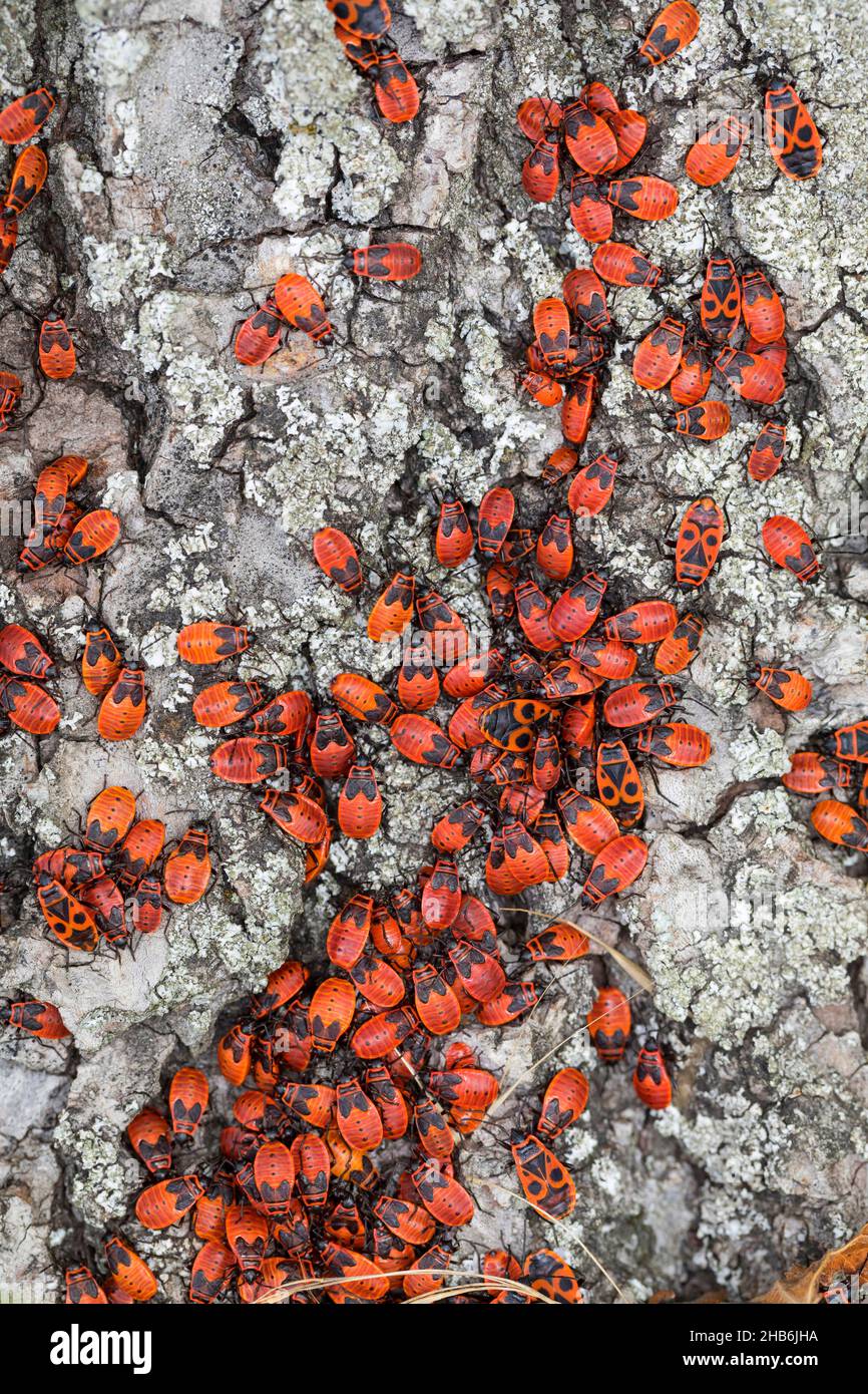 feuerbug (Pyrrhocoris apterus), Imagos und Larven, Deutschland Stockfoto
