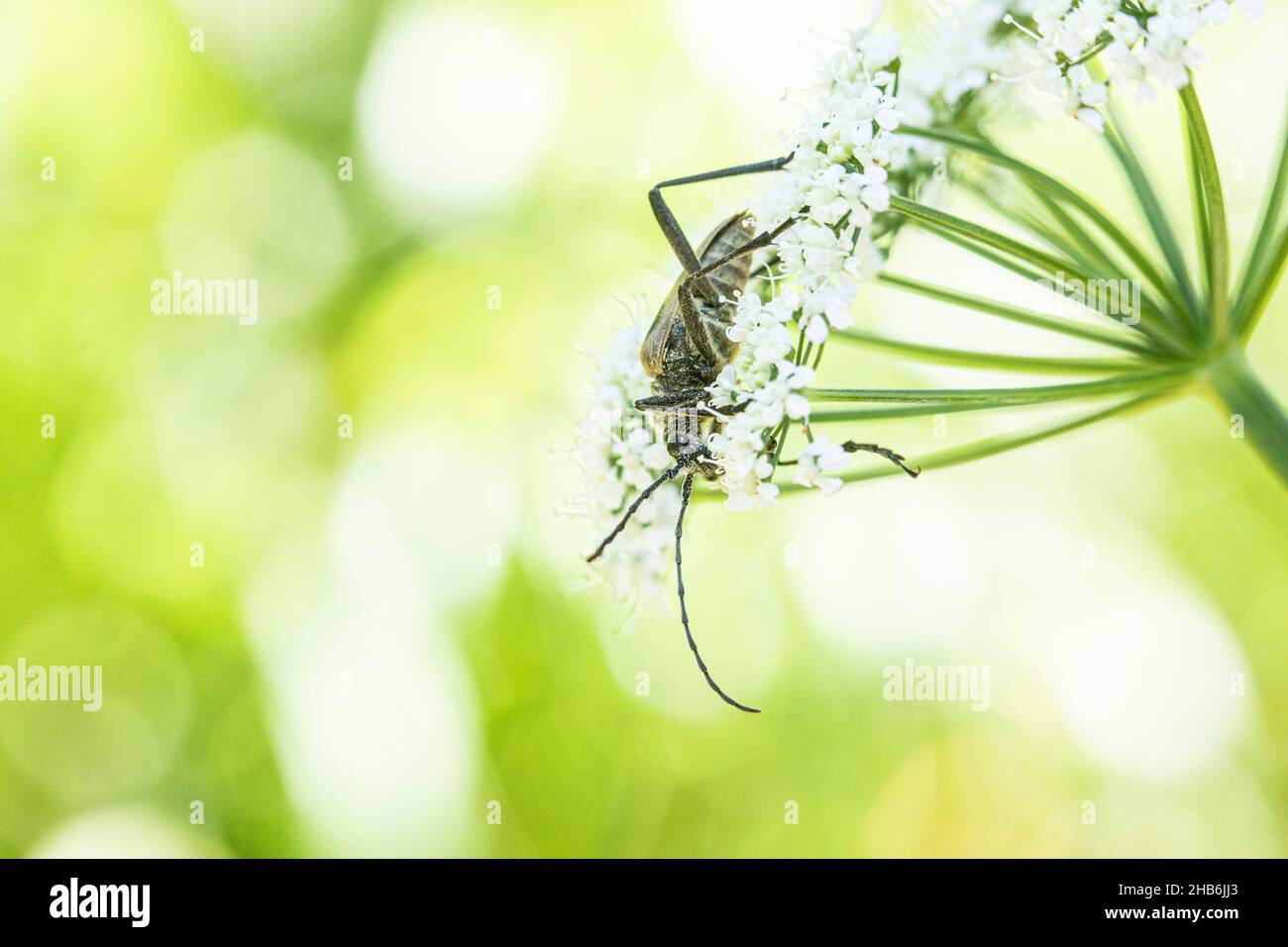 Longhorn Käfer (Pachyta quadrimaculata, Leptura octomaculata), sitzt auf blühender Umbellifer, Österreich Stockfoto