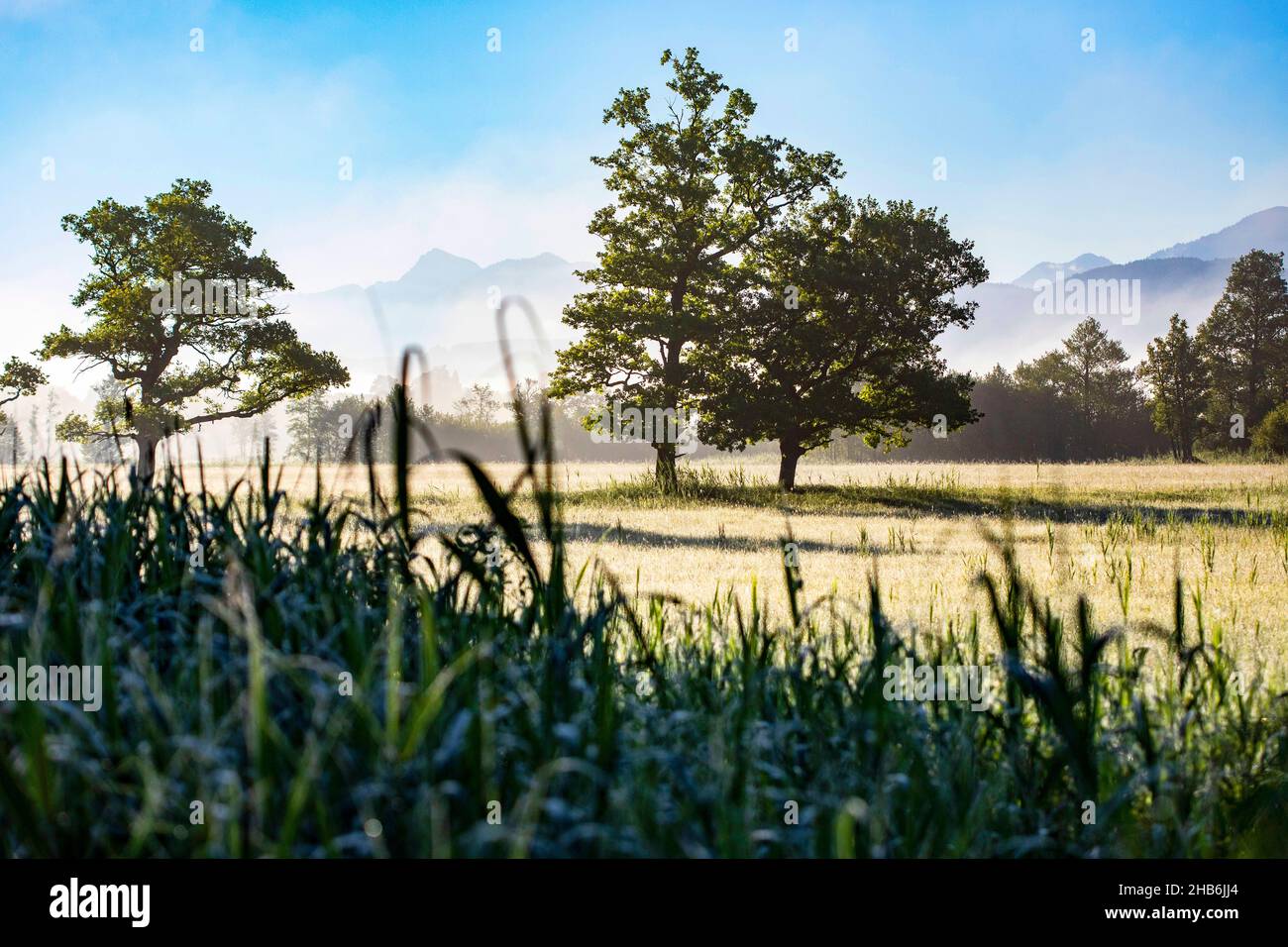 Morgennebel am Murnauer Moos, Deutschland, Bayern, Oberbayern, Oberbayern Stockfoto