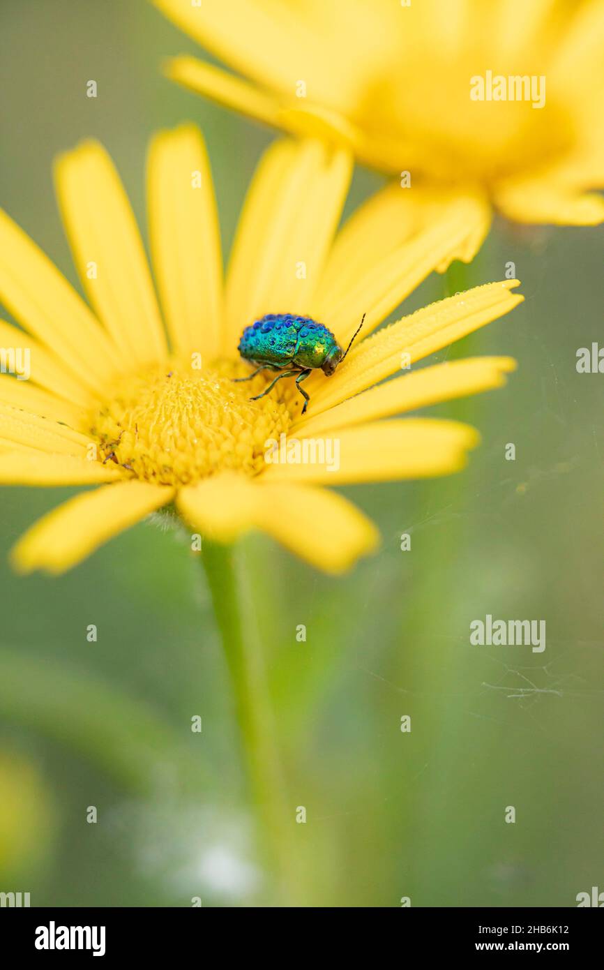 Blattkäfer (Chrysomelidae), auf gelbem Ringelblume, Deutschland Stockfoto