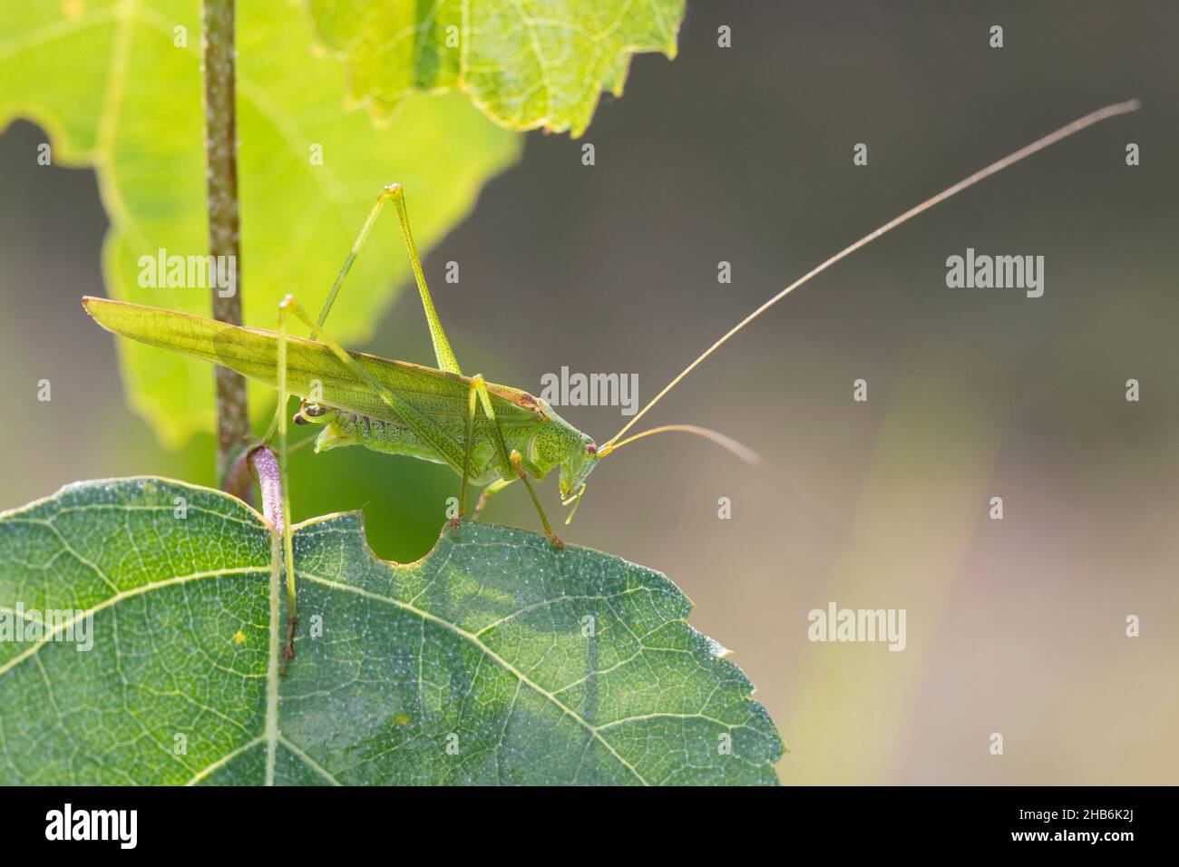 Sichelhaltiges Bush-Cricket, sichelhaltiges Bush-Cricket (Phaneroptera falcata), Männchen sitzt auf einem Blatt, Deutschland Stockfoto