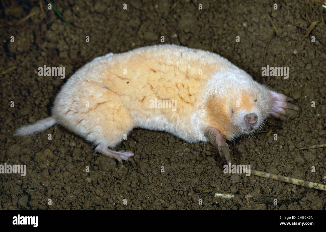 Europäischer Maulwurf, Gemeiner Maulwurf, Nordmol (Talpa europaea), Albino, Deutschland Stockfoto