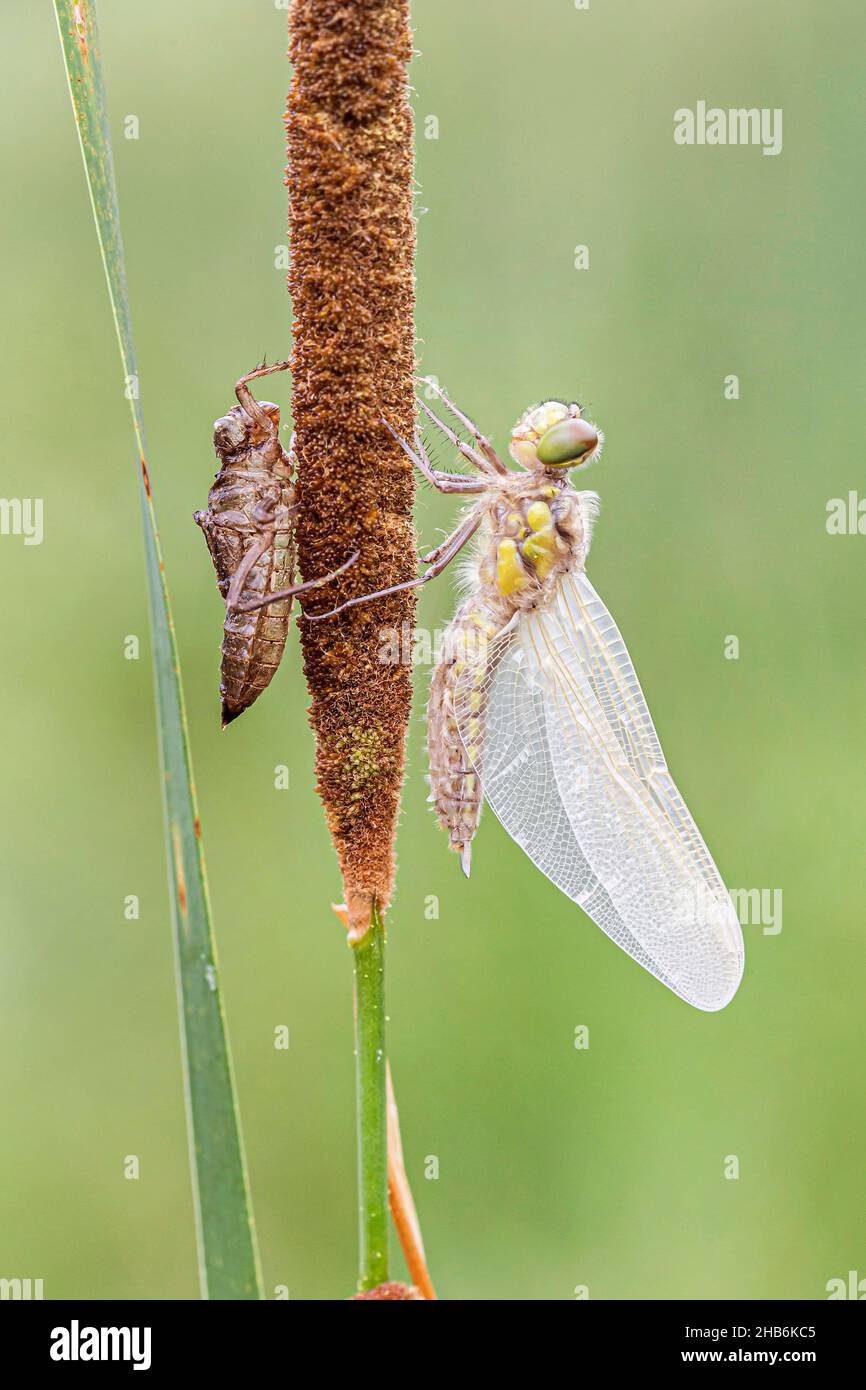 Libellen; Falkler (Europa) (Anisoptera), nur geschlüpft und nicht voll gefärbt Libelle mit Exuvia auf einem Bullrush, Deutschland, Bayern Stockfoto