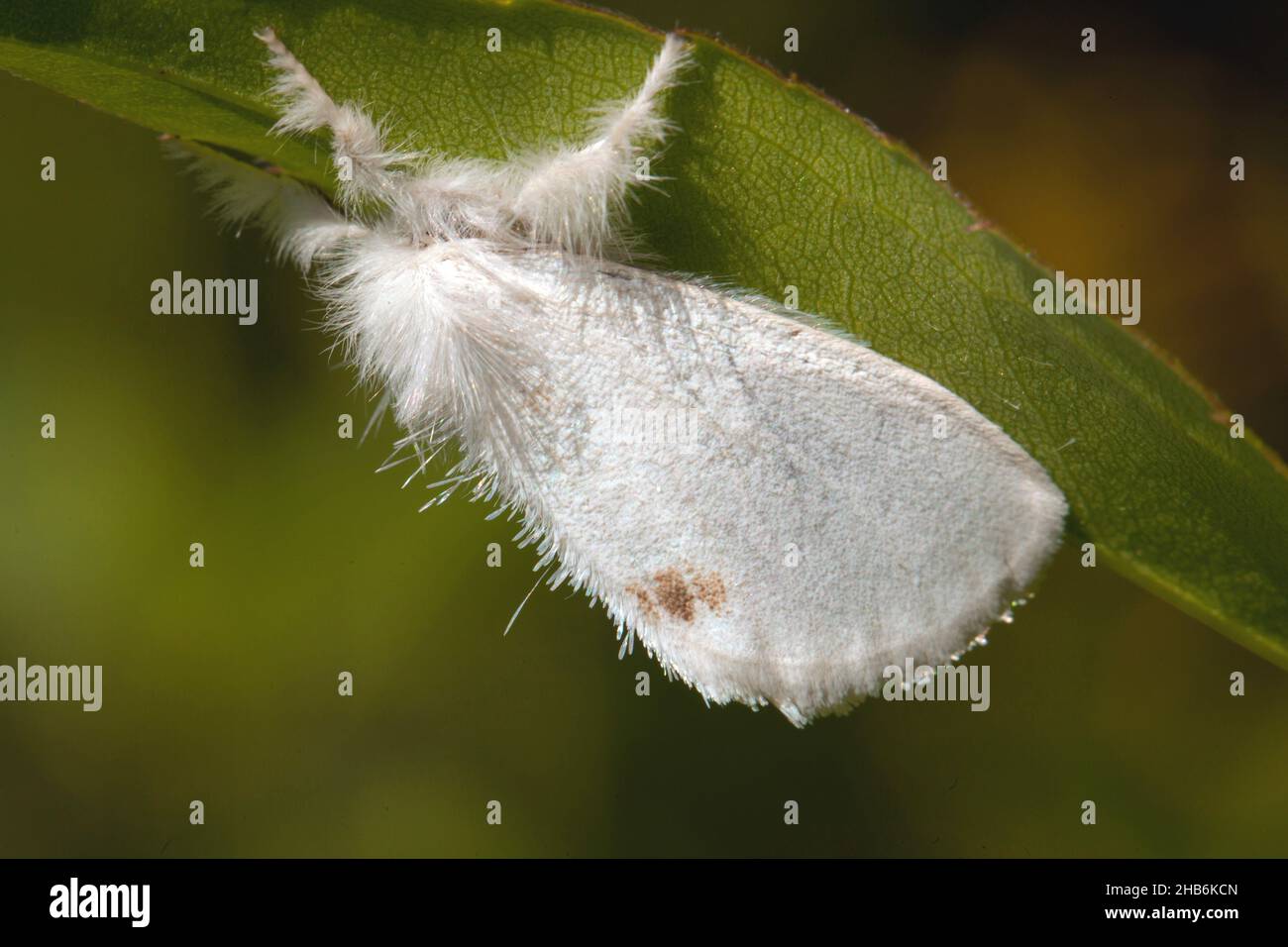Gelbschwanz, Goldschwanz (Euproctis similis, Porthesia similis, Sphrageidus similis), Seitenansicht, Deutschland Stockfoto