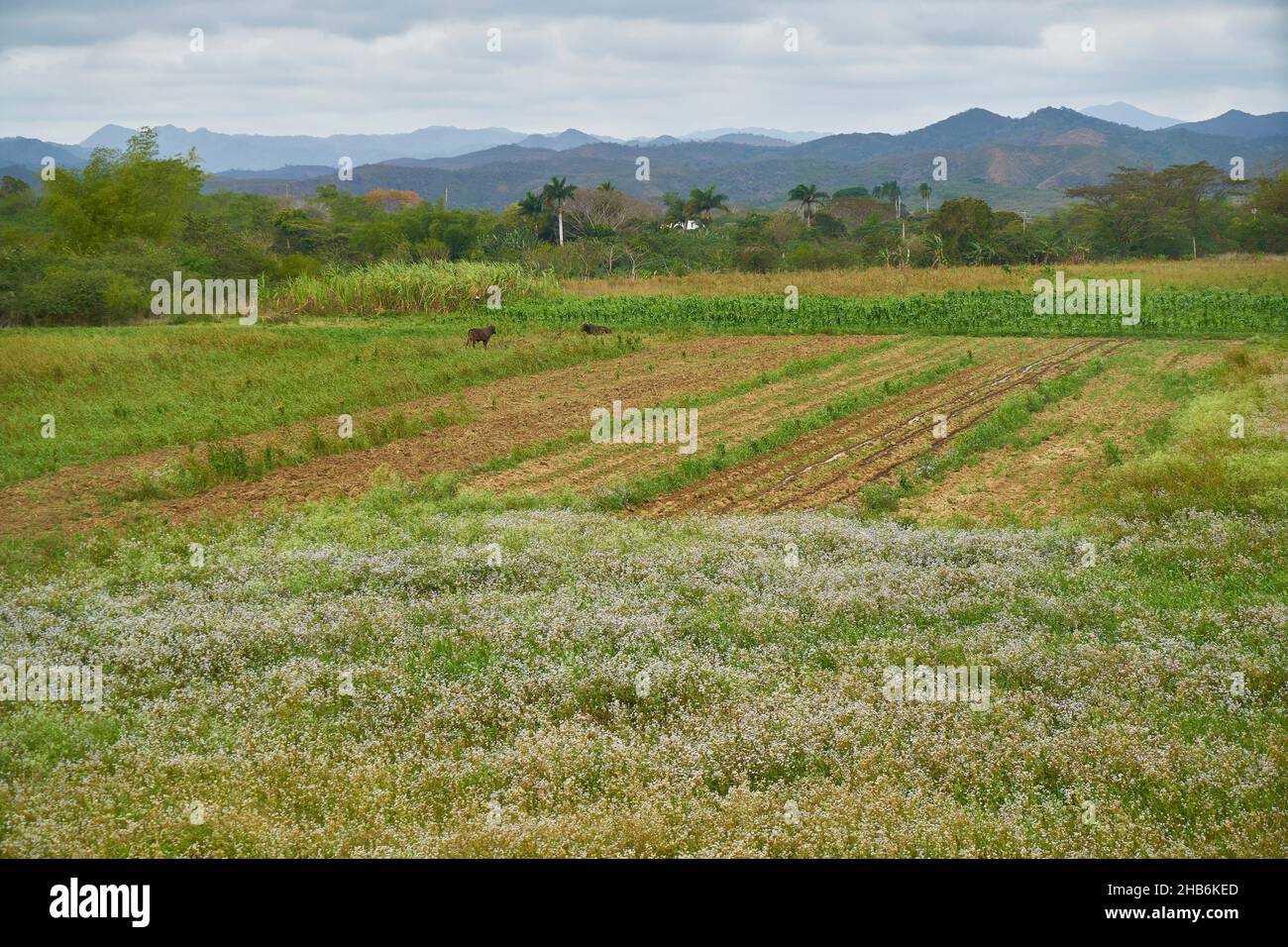 Hausrinder (Bos primigenius f. taurus), Flieder und Weidevieh, Kuba, Valley de los Ingenios, Sancti Spiritus Stockfoto